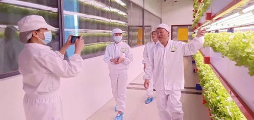 看菜不是菜，看菜還是菜 文化傳媒的鏡像與重構